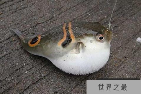 世界上十大最可爱的海洋生物