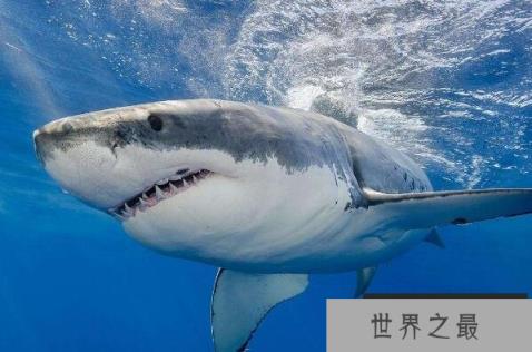 世界上十大最恐怖的鲨鱼(1357vip.com)