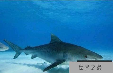 世界上十大最恐怖的鲨鱼(1357vip.com)