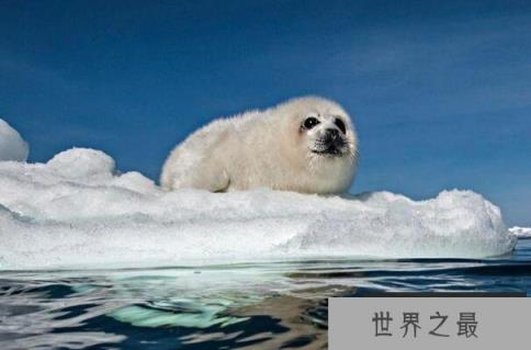 十大最可爱的海洋生物(1357vip.com)