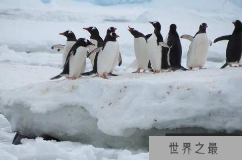 十大最可爱的海洋生物(1357vip.com)