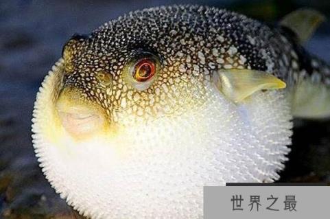 十大最可爱的海洋生物(1357vip.com)