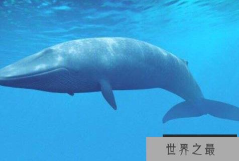 十大最大的海洋动物(1357vip.com)