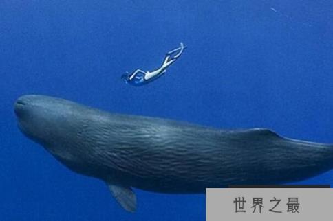 十大最大的海洋动物(1357vip.com)