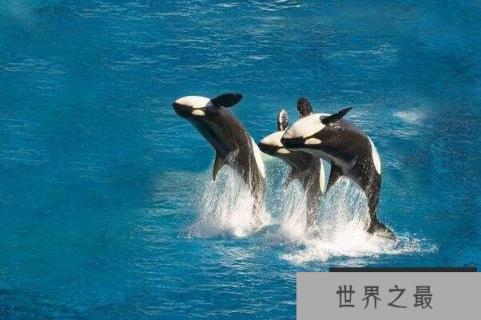 十大最大的海洋动物(1357vip.com)