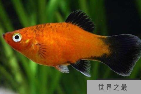 十大最好养的热带鱼