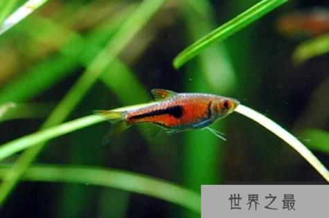 十大最好养的热带鱼