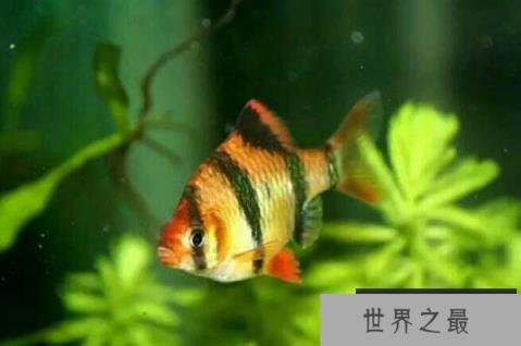 十大最好养的热带鱼