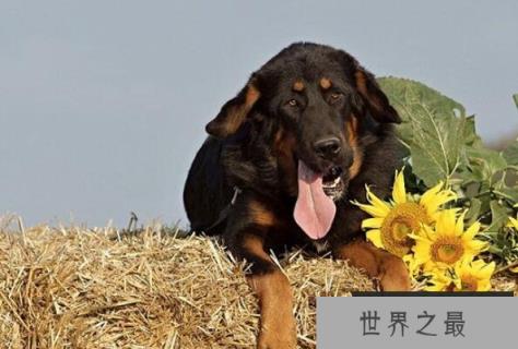 中国十大城市禁养犬(1357vip.com)