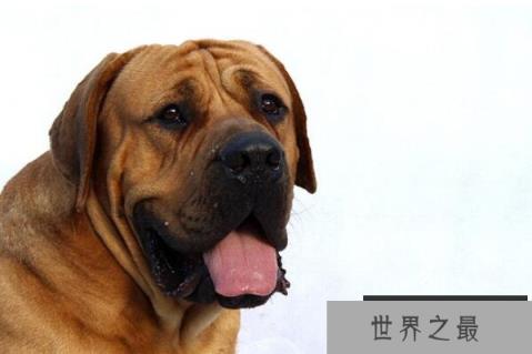 中国十大城市禁养犬(1357vip.com)