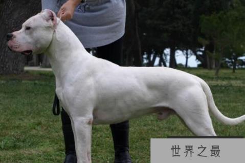 中国十大城市禁养犬(1357vip.com)