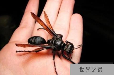 世界最可怕的十大昆虫(1357vip.com)