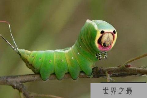 世界最可怕的十大昆虫，接吻虫引起心力衰竭，第八中国南方最常见