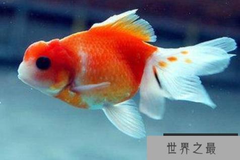 十种最漂亮的观赏鱼