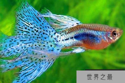 十种最漂亮的观赏鱼