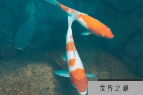 十种最漂亮的观赏鱼 小丑鱼上榜，第九原产于泰国