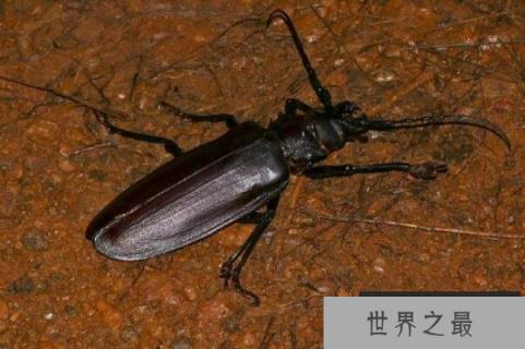 体型最大的十大昆虫