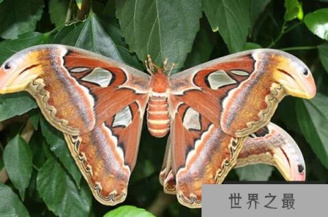 体型最大的十大昆虫