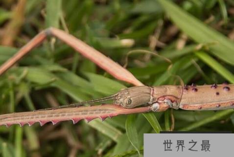 体型最大的十大昆虫