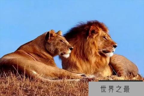 世界上前十最厉害动物（1357vip.com）