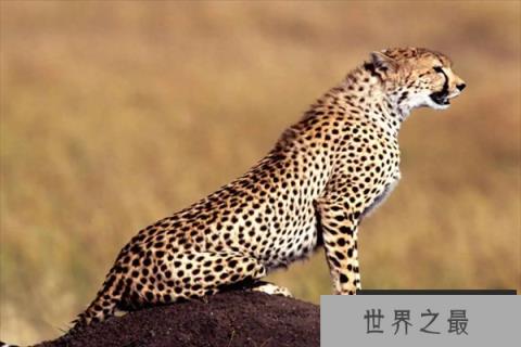 世界上前十最厉害动物（1357vip.com）