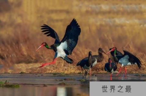 十大濒危鸟类