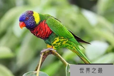 世界上十大最美的鸟（1357vip.com）