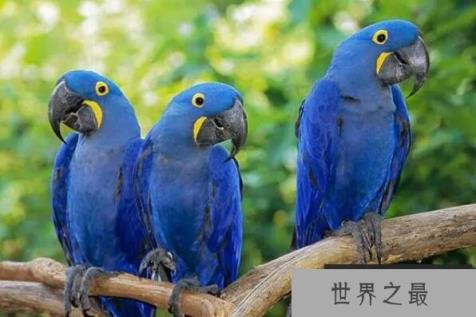 世界上十大最美的鸟（1357vip.com）