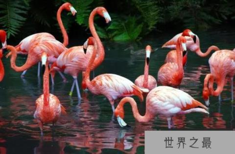 世界上十大最美的鸟（1357vip.com）