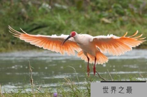 中国十大珍稀鸟类（1357vip.com）