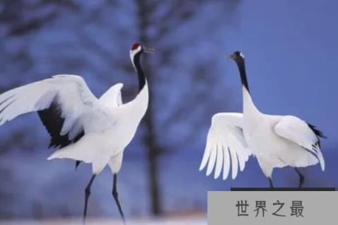 中国十大珍稀鸟类（1357vip.com）