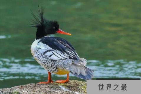 中国十大珍稀鸟类（1357vip.com）