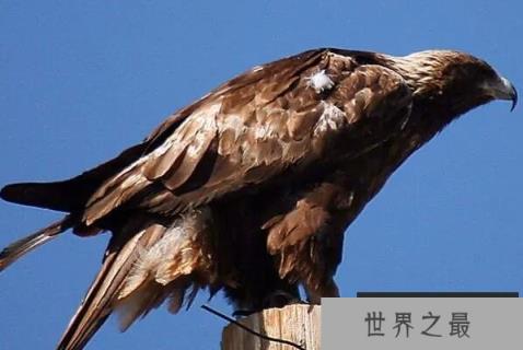 世界十大最凶猛的鹰（1357vip.com）