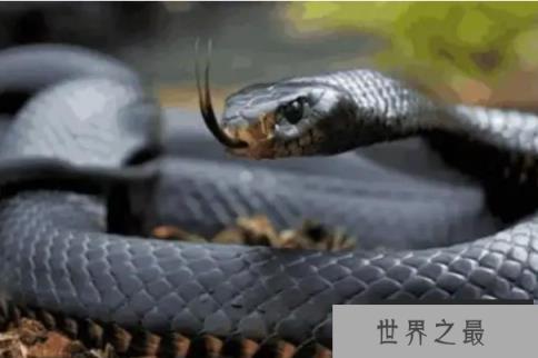 世界十大毒蛇（1357vip.com）