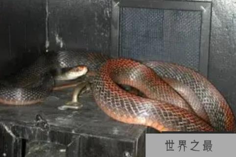 世界十大毒蛇（1357vip.com）