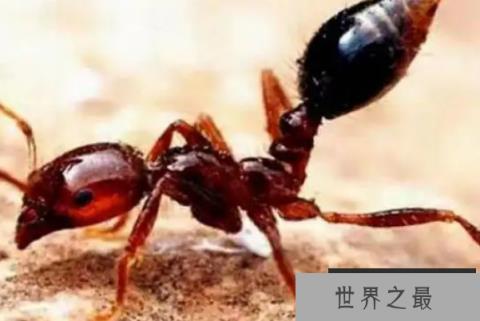 世界十大有毒蚂蚁（1357vip.com）