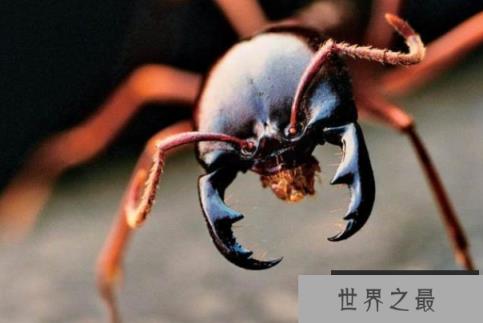 世界十大有毒蚂蚁（1357vip.com）