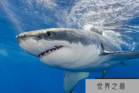 世界十大恐怖鲨鱼（1357vip.com）