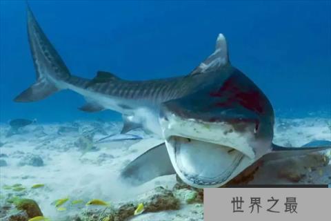 世界十大恐怖鲨鱼（1357vip.com）