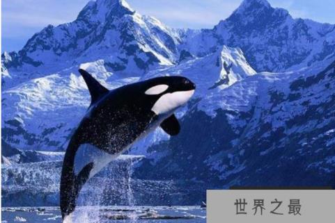 十大最强海洋生物
