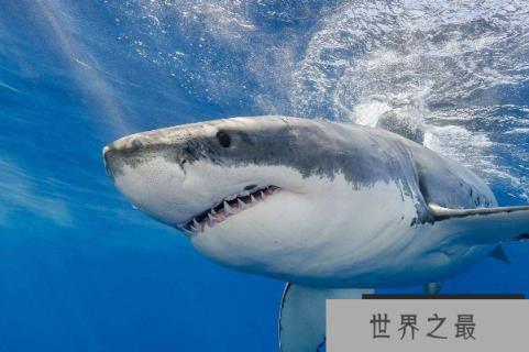 十大最强海洋生物