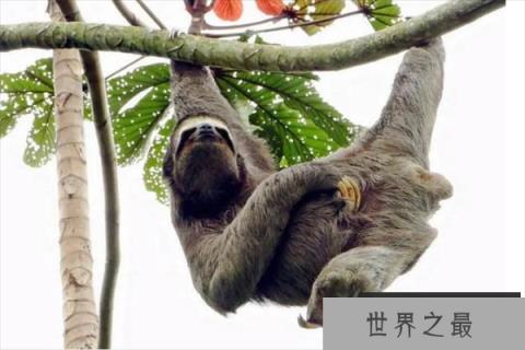 十大缓慢哺乳动物（1357vip.com）