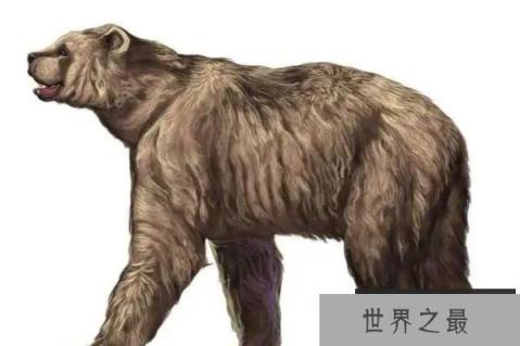 十大熊类战斗力（1357vip.com）