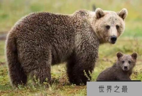 十大熊类战斗力（1357vip.com）