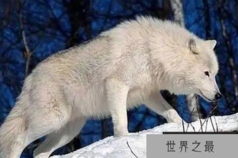 狼的战斗力十大排名，冰河时期幸存者排第一，第三有多个亚种（1357vip.com）