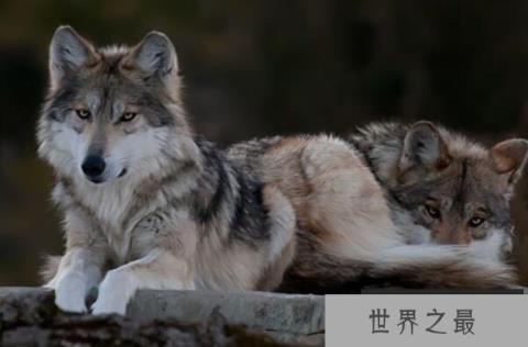 狼的战斗力十大排名，冰河时期幸存者排第一，第三有多个亚种（1357vip.com）