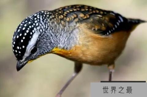 10大最可爱的鸟（1357vip.com）