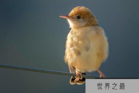 10大最可爱的鸟（1357vip.com）