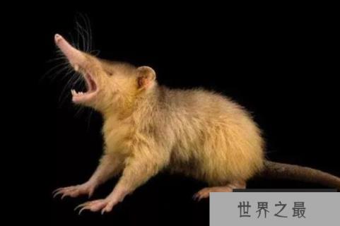 十大有毒的哺乳动物（1357vip.com）