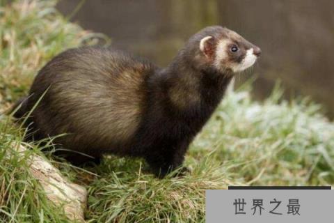 十大有毒的哺乳动物（1357vip.com）